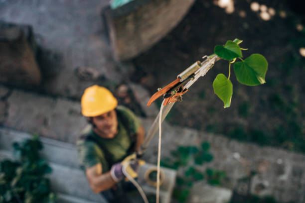 Best Tree Removal Near Me  in Wayne, IL